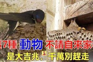 這7種動物不請自來家裡，是大吉兆！千萬別趕走！！