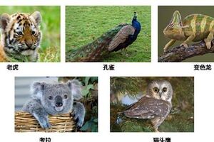 超准心理測試：五隻動物選一隻，一秒鐘測出你最大的優點