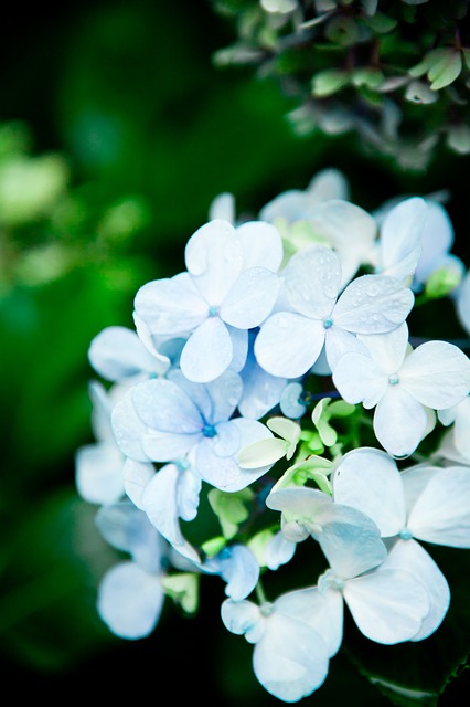 hydrangea-428912_640.jpg