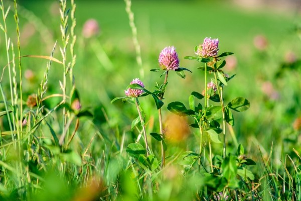 field-flower-green-meadow-klee-luck-sun-summer.jpg