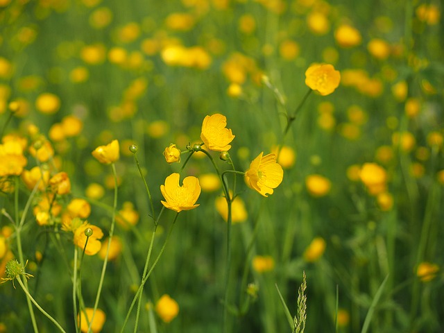 buttercup-1260810_640.jpg