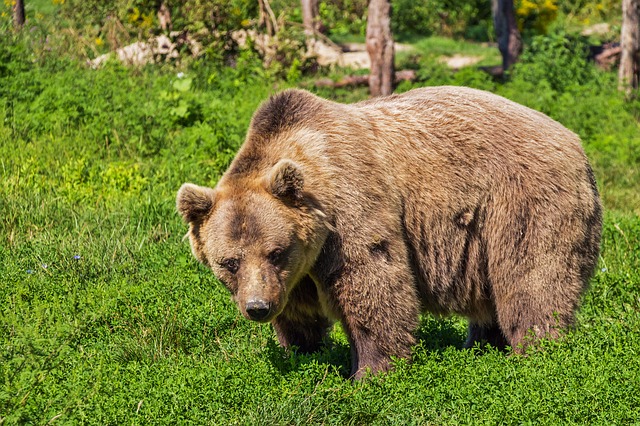 bear-422682_640.jpg