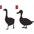 ［心理測試］每個人心裡都有一隻鵝，超准的人格測試！
