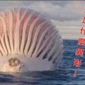 驚死人！澳洲海面出現熱氣球「外星海怪」？！靠近一看才發現牠竟然是...