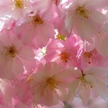神準心測：這個春季，你的桃花指數有多高？