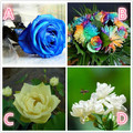 心理測試：4枝鮮花，哪個最香？測你有大智慧還是小聰明！