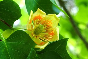 12星座各自心裡話：雙子嚮往美好，天秤愛的刻骨