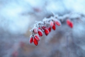 心理測試：四片雪花，哪片最美？測你近期是否有好運降臨！超準！