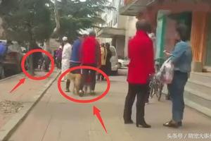 工作中的導盲犬看到被車撞倒在地的同伴，狗狗眼神裡透露出迷茫！