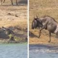 【視頻】正開心午餐有著落狠狠咬住牛羚不放時，2隻突然出現的河馬害鱷魚被嚇到落跑超孬！