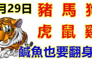 1月29日生肖運勢_豬、馬、狗大吉