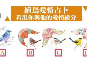 【繪鳥愛情占卜】看出你與他的愛情緣分