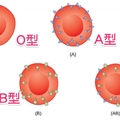 原來得病跟「血型」也有關！什麼血型要注意什麼健康隱患，非常重要！千萬要注意！