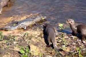 這隻水獺在岸邊突然襲擊河里的鱷魚，接下來一幕實在太驚心動魄了