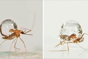 以前都一直有疑問...但直到現在才了解：“為什麼蚊子都不會被雨滴砸死”的原因！天阿，這真的是讓我長知識了呢！