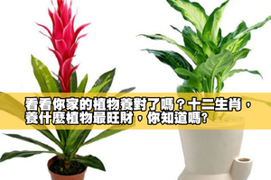 看看你家的植物養對了嗎？十二生肖，養什麼植物最旺財，你知道嗎?