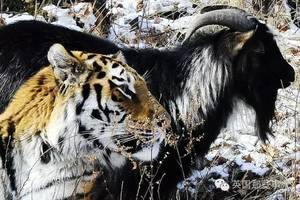 俄羅斯一個野生動物園里，估計這老虎自己都沒想到，當時留了一隻食物沒吃，結果意外上演了“霸道總裁愛上我”的戲碼...