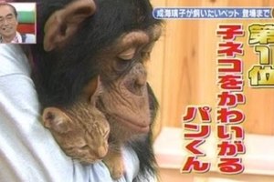 還記得《狗狗猩猩大冒險》的阿龐嗎？當年小龐因為咬傷了工作人員而突然消失，長大後的牠現在竟然過著這樣的生活!