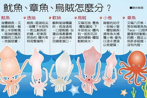 魷魚、透抽、軟絲傻傻分不清楚？　一分鐘讓你搞懂！