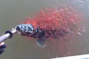 男子在河中抓獲一條大魚，接下來發生的事讓他趕緊把魚放回水裡！