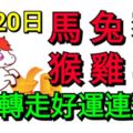 5月20日，生肖馬、兔、豬、猴、雞、羊！好運連連！