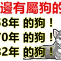 你身邊有屬狗的嗎？1958年，1970年，1982年的生肖狗，一生一世的命運！神准！