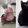 小貓咪受傷癱瘓後竟然在診所裡當起「動物醫生」，牠陪伴狗狗的方式讓大家的心都暖到化開了！