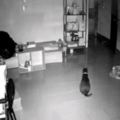 他出國工作後思念家裡的貓咪便裝了監視器，沒想到半夜打開一看…貓咪的舉動讓他超想買機票衝回來啊！
