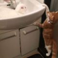 呆萌橘貓一早就想找到躺在洗手台裡的悠哉白貓，最後超逗趣