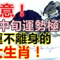 6月中旬運勢極佳，好運不離身的生肖！