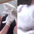 這隻小流浪貓被救出後身體非常虛弱，當醫生看到牠耳朵裡的東西時...差點都要吐了出來！！