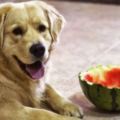值得收藏！狗狗能吃哪些水果，狗狗不能吃的水果有哪些？狗狗吃水果時的注意事項和禁忌！