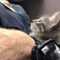 一名警官遇到了一隻流浪的小奶貓，並且做了它....