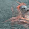 遊客發現海中一隻「落水狗」浮浮沉沉，想要救援發現了蹊蹺