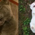 只要搞懂這15個貓咪的「身體語言」，你就能被高傲的牠們接受成最親密的朋友！