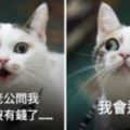 這15隻貓的表情真的很可愛！就像我們一樣