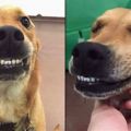 在收容所待了3年的狗狗知道自己要被收養時，嘴角的笑意完全止不住啊…