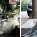 為什麼藝術家為一隻流浪貓立雕像後，貓開始走向成功？