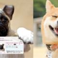毛小孩就是我的家人！日本狗狗身份證貼心上市