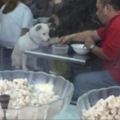 女店員看到男子帶狗狗來吃冰！提出幫牠加冰水卻被拒，但是接下來出現的超浪漫放閃場景把大家的心都融化了！