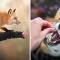 29張這隻狐狸從小與人類生活」超美妙寫真照，第4張呆萌得像狗狗的模樣讓大家都想抱緊啊！