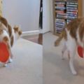 貓咪因靜電被氣球黏住了，使勁渾身解數，最終滿臉無奈收場
