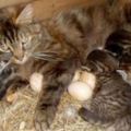 貓咪生寶寶強行佔了母雞的窩，但沒有想到這貓還...