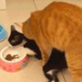 給橘貓吃的卻被黑貓搶了，沒想到橘貓竟直接上去：敢搶你橘哥的！