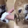 主人喂金毛狗狗吃最愛的棉花糖，下一秒畫面秒變驚悚片，好可怕但不知為什麼卻笑出聲！～