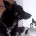 網友拍到貓跟狗坐在一起，接下來貓咪的一個抬頭，把網友徹底看呆了...