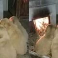 下雪天四隻奶狗蹲在火爐旁烤火，主人突然聞到一陣肉香