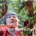 114歲老人長壽秘訣：採摘野草曬干泡水，幾十年來堅持如一濕疹等狀況，不只僅是抗癌