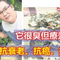 它很臭但療效高魚腥草是寶不是草對抗衰老、抗癌、抗感染都具有不錯的效果