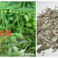 溪黃草+雞骨草+珍珠草有哪些功效？溪黃草具有舒肝~~有效預防肝硬化